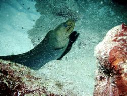 Green Moray eel. East end 70' Grand Cayman by Peter Foulds 